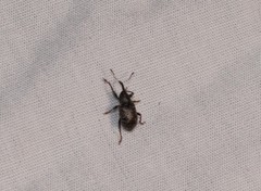 Notaris puncticollis