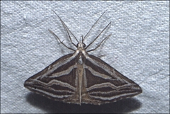 Dichromodes confluaria