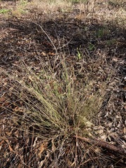 Aristida vagans
