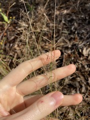 Aristida vagans
