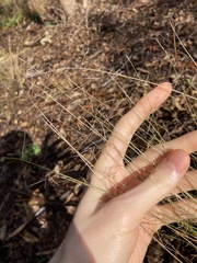 Aristida vagans