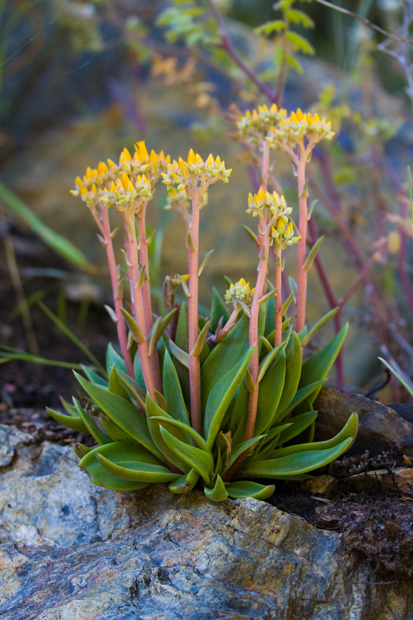 Dudleya cymosa