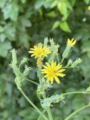 Lactuca quercina
