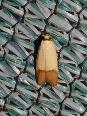 Tachystola stenoptera