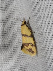 Tanyzancla amphitoxa