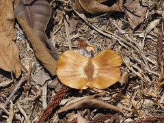 Terminalia calamansanai