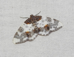Abraxas leucostola