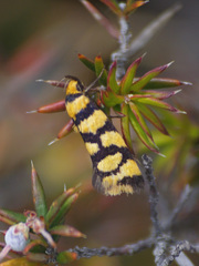 Tanyzancla argutella