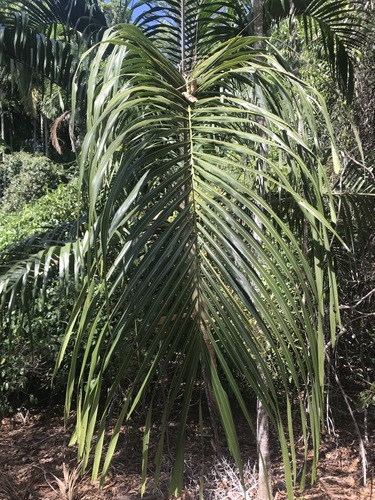 Carpentaria acuminata, photo 54