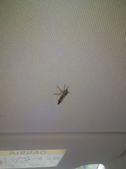 Neomochtherus pallipes