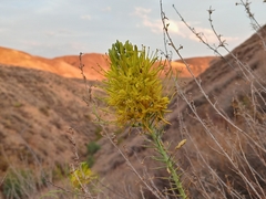Stanleya pinnata