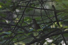 Helopsaltes fasciolatus