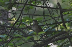 Helopsaltes fasciolatus