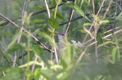 Helopsaltes fasciolatus