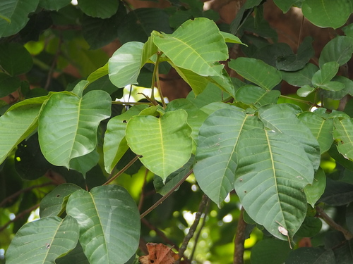 Image of Neolamarckia cadamba by no rights reserved