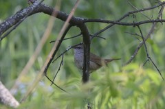 Helopsaltes fasciolatus