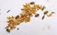 Epilachna mexicana