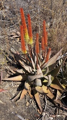 Aloe petricola