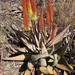 Rock Aloe - Photo (c) Duncan McKenzie, some rights reserved (CC BY-NC), uploaded by Duncan McKenzie