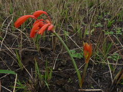 Cyrtanthus bicolor