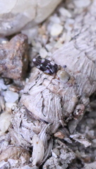 Actocetor indicus