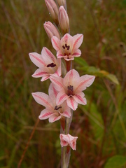 Gladiolus hollandii
