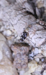 Actocetor indicus