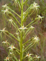 Habenaria nyikana