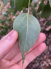 Brachychiton populneus