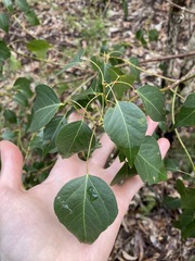 Brachychiton populneus
