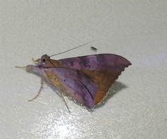 Oxyodes