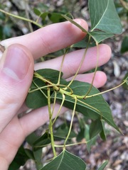 Brachychiton populneus