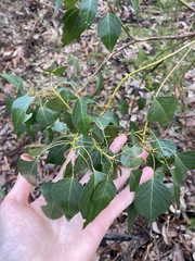 Brachychiton populneus