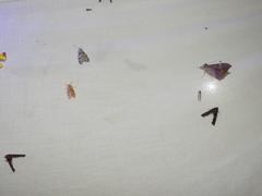 Oxyodes