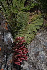 Streptocarpus dunnii