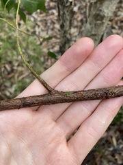 Brachychiton populneus