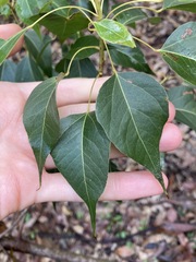 Brachychiton populneus