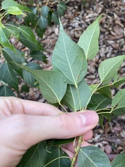 Brachychiton populneus