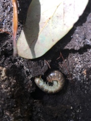 Dicellarius bimaculatus fictus