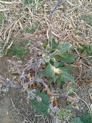 Datura