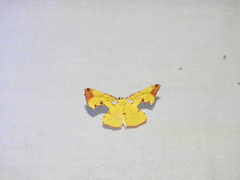 Corymica specularia