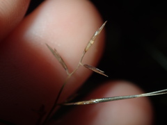 Aristida vagans