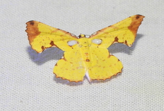 Corymica specularia