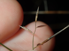 Aristida vagans