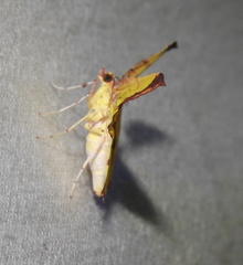Corymica specularia