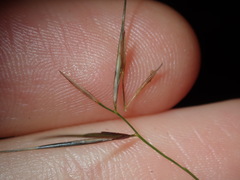 Aristida vagans