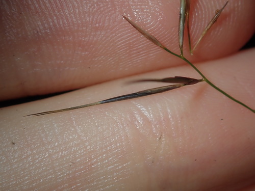 Image of Aristida vagans by (c) Thomas Mesaglio, some rights reserved (CC BY)
