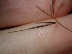 Aristida vagans