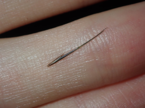 Image of Aristida vagans by (c) Thomas Mesaglio, some rights reserved (CC BY)
