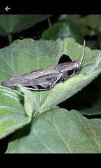 Catantopinae